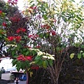 20101220_480.JPG