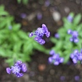 20110501_189.JPG