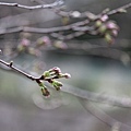 20110402_642.JPG