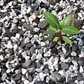 20110707_225.JPG