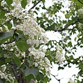 20110501_164.JPG