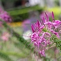 20110501_016.JPG