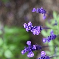 20110501_190.JPG