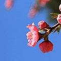 20110401_240.JPG