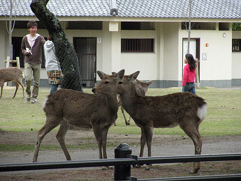 奈良 (50).jpg