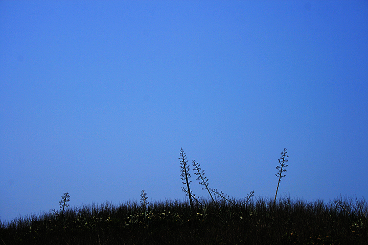 菊島 (73).jpg