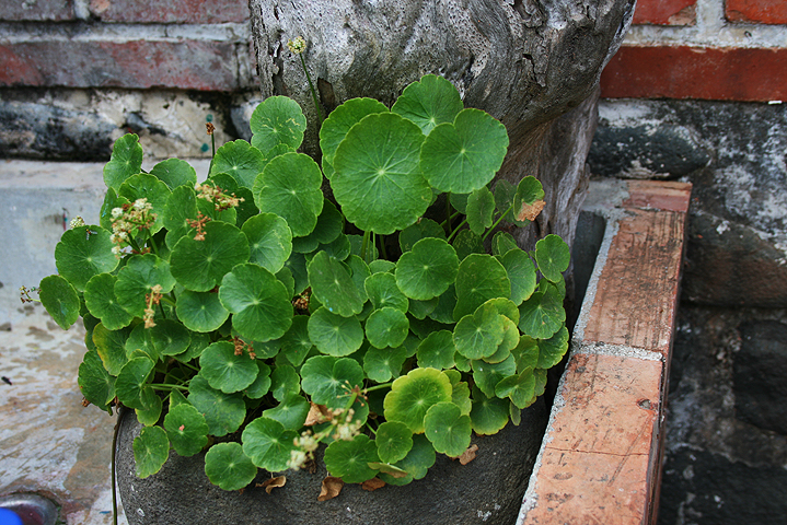 菊島花火 (64).jpg