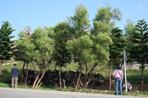 菊島花火 (123).jpg