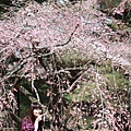 20110401_180.JPG