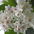 20110501_168.JPG