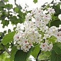 20110501_036.JPG