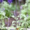 20110501_203.JPG