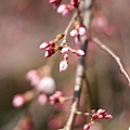 20110401_182.JPG