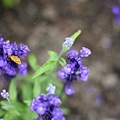 20110501_201.JPG