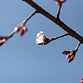 20110401_183.JPG