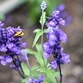 20110501_196.JPG