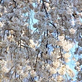 20110401_078.JPG