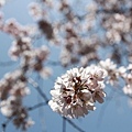 20110401_103.JPG