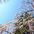 20110401_085.JPG