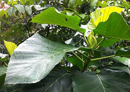 20131229台北植物園_2