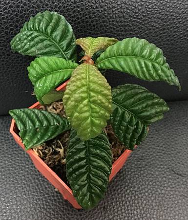 20160213_1 20160213_1