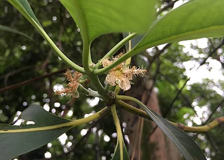 20160528台北植物園_4