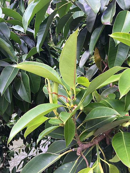 20160530綠川 20160530綠川