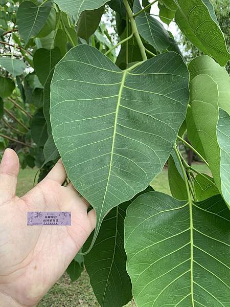 菩提樹 胖胖樹的熱帶雨林 痞客邦