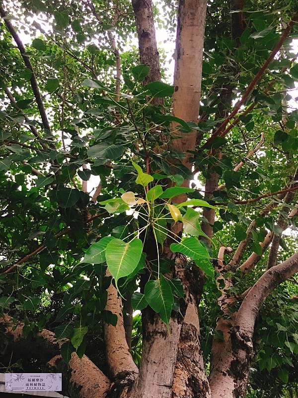 菩提樹 胖胖樹的熱帶雨林 痞客邦