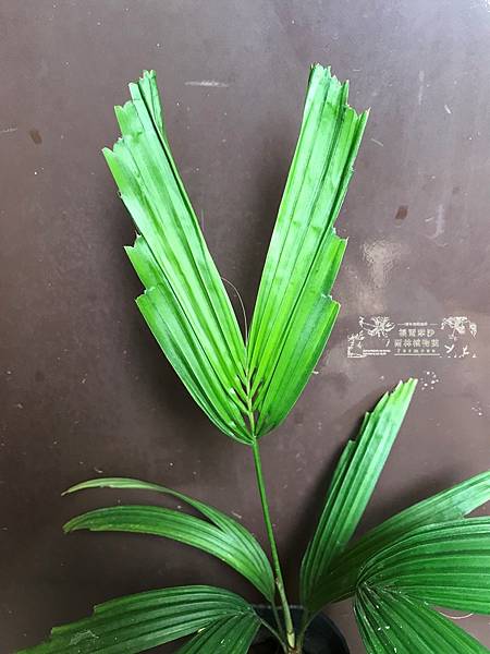 /tmp/php5NdBos /tmp/php5NdBos