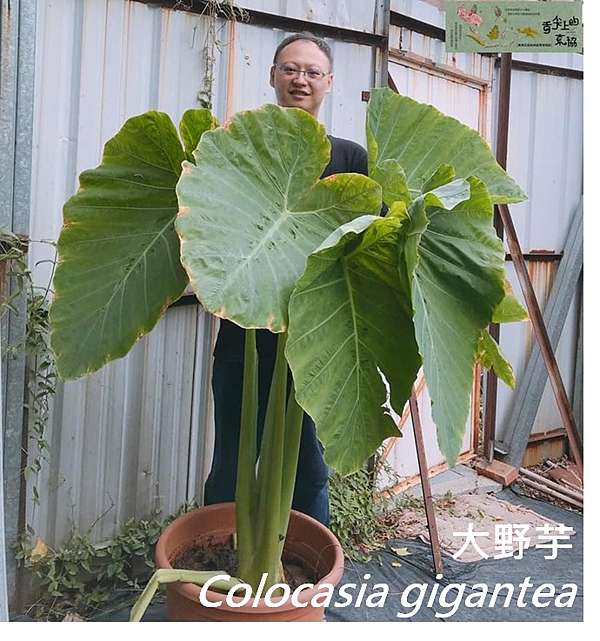 台灣山區巨大的天南星科植物 胖胖樹的熱帶雨林 痞客邦