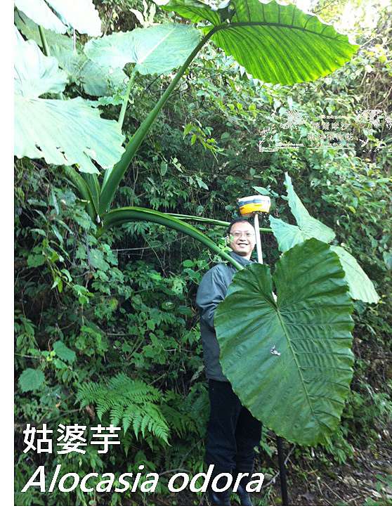 台灣山區巨大的天南星科植物 胖胖樹的熱帶雨林 痞客邦