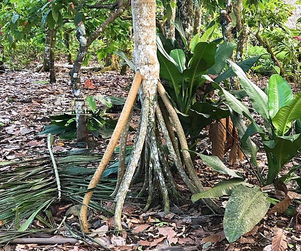 /tmp/phpc2TVe0 /tmp/phpc2TVe0