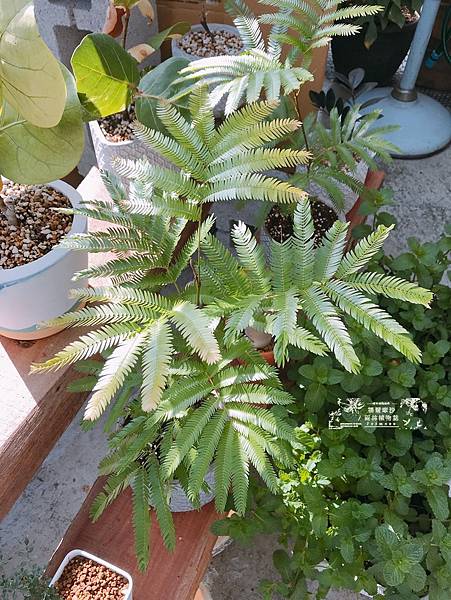 /tmp/phpjVISht /tmp/phpjVISht