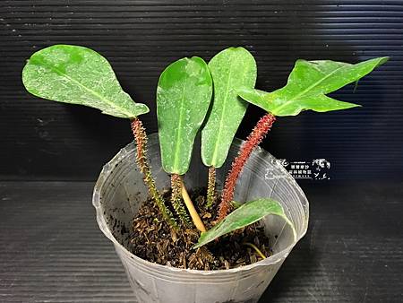 /tmp/phpyhNfMJ /tmp/phpyhNfMJ