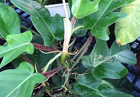 /tmp/phpSi5inq /tmp/phpSi5inq