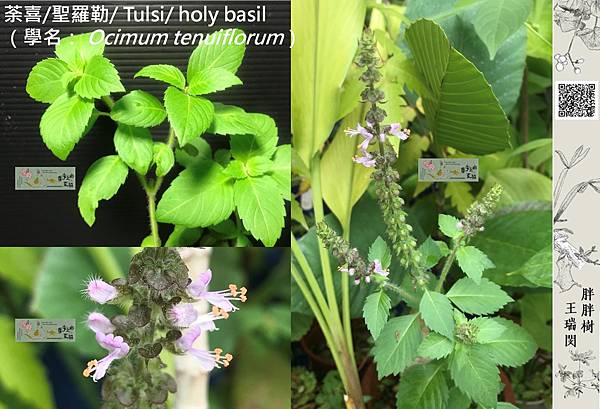 /tmp/php7MsGXl /tmp/php7MsGXl