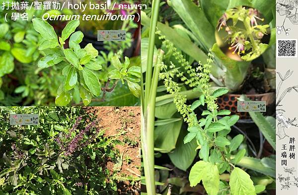 /tmp/phpUJtiVX /tmp/phpUJtiVX