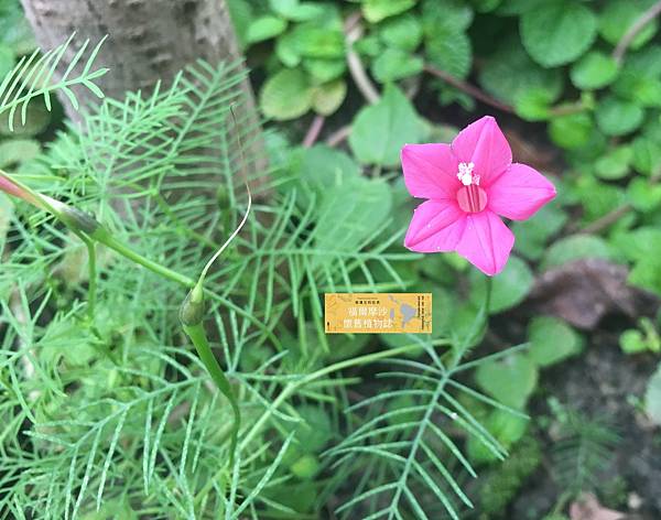 蔦蘿 新娘花 五角星 胖胖樹的熱帶雨林 痞客邦 蔦蘿 新娘花 五角星 胖胖樹的熱帶雨林 痞客邦