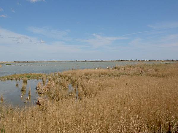 Ebro河三角洲  多種鳥的棲息處
