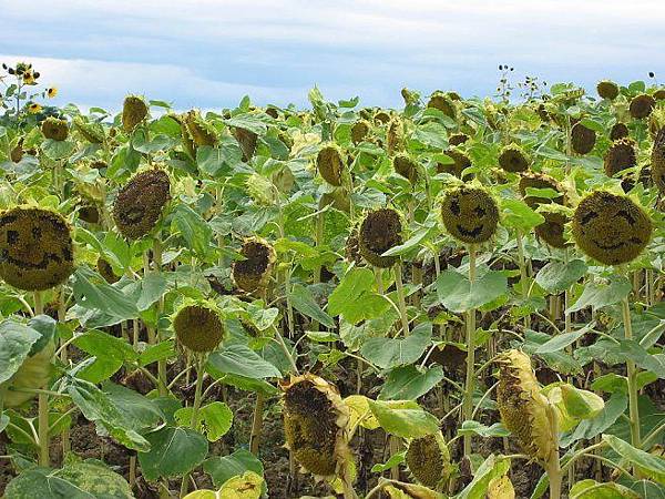 Bs95X8CHb1JUQmNy9H1FUA.jpg Bs95X8CHb1JUQmNy9H1FUA.jpg