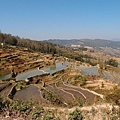 295_菁口梯田.jpg