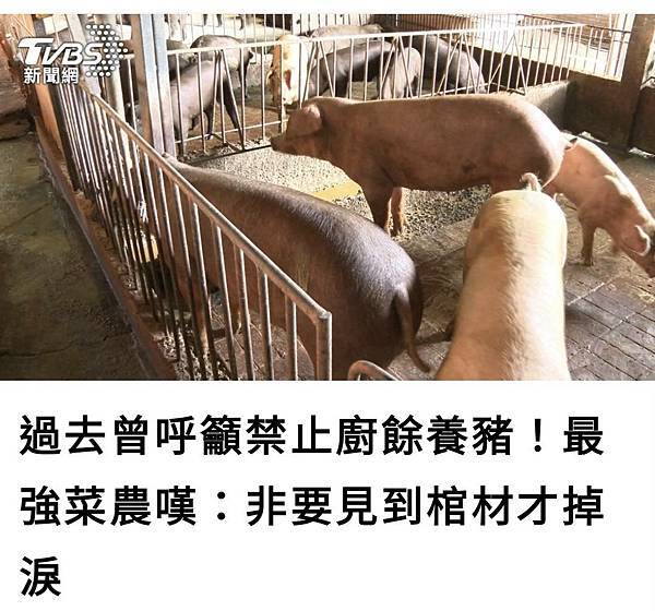 非洲豬瘟到底多可怕？