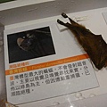 蝙蝠標本(1).JPG