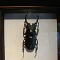 最大型的鍬形蟲(2).JPG
