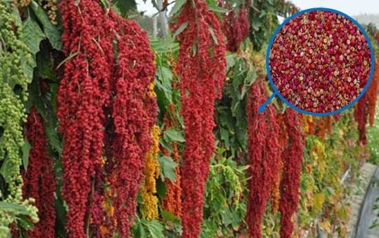 15317953_606589276190955_5205893170280301466_n.jpg 試用