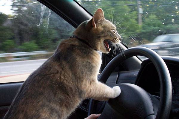 開車的貓