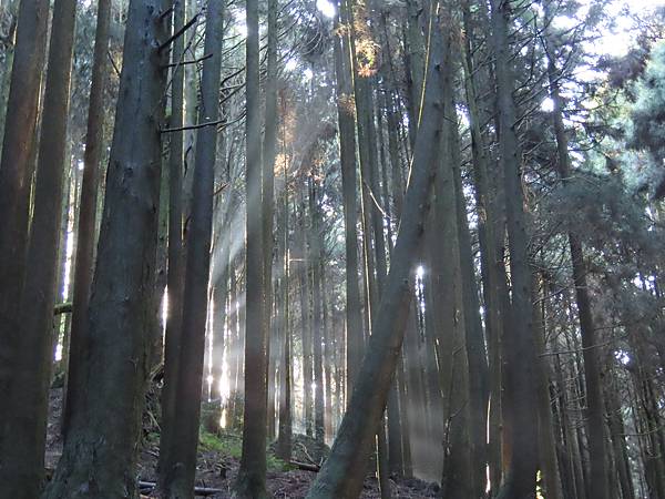 阿里山眠月鐵道懷舊之旅