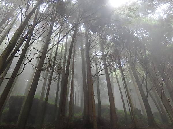 阿里山眠月鐵道懷舊之旅