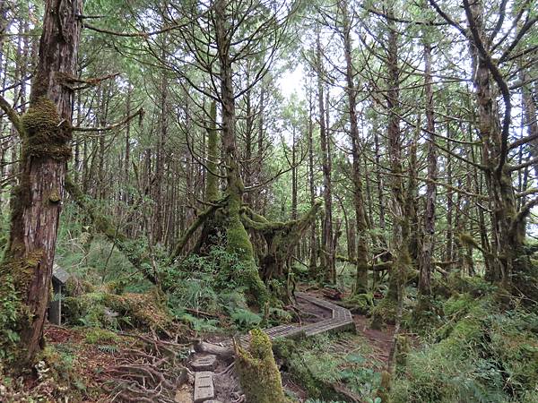 冬遊太平山（二）寂靜山徑